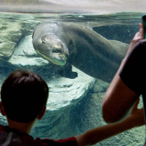 GiantRiverOtter 4535
