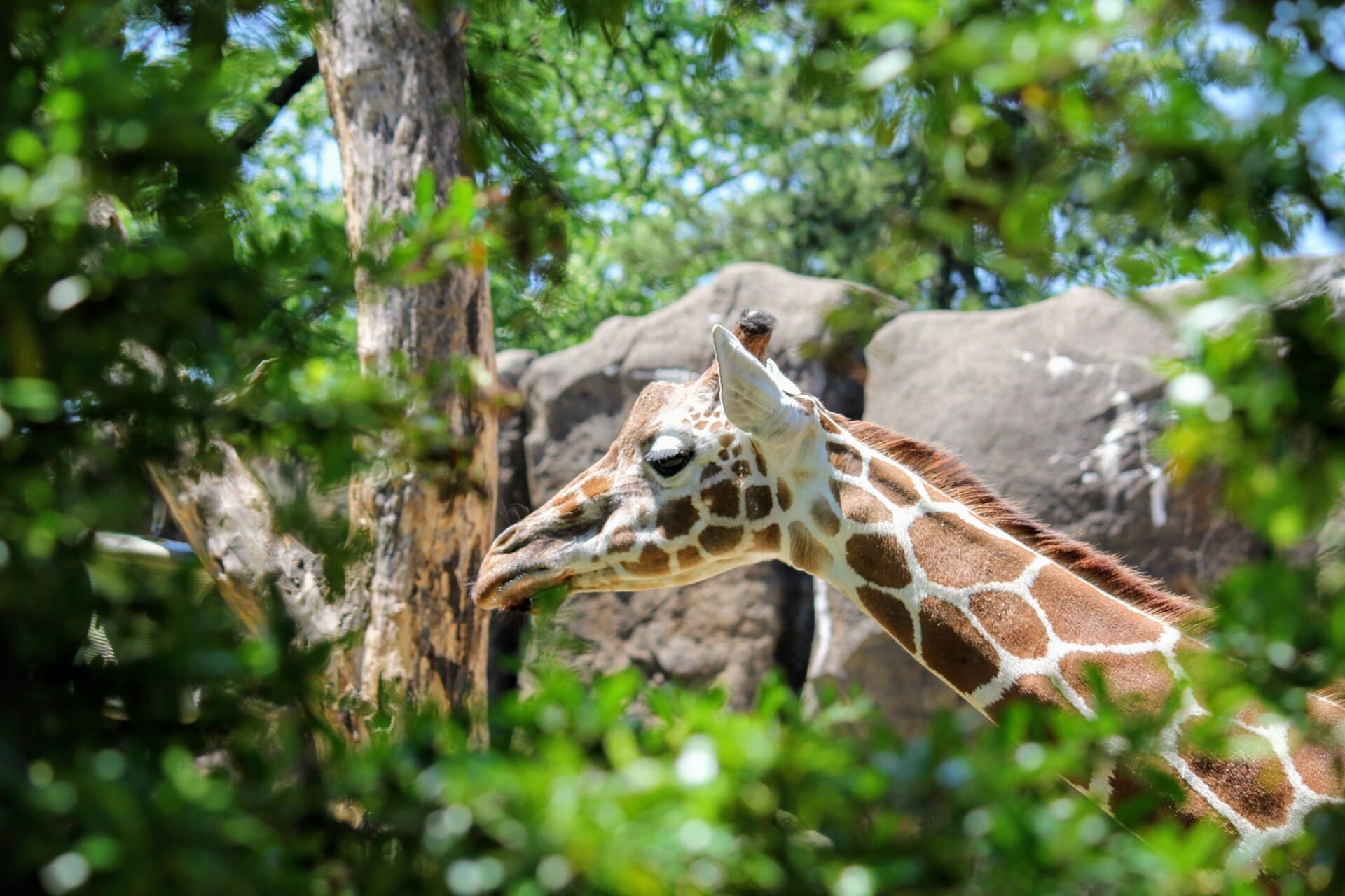 Reticulated giraffe