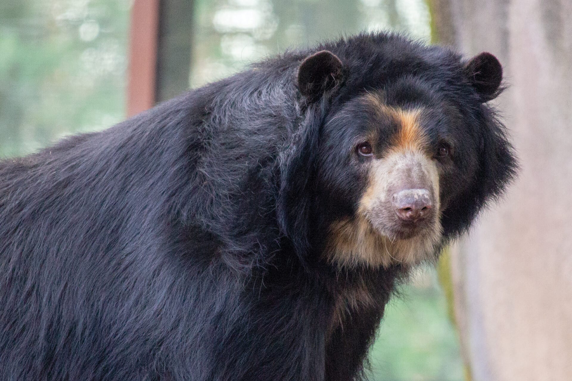 Andean Spectacled Bear
