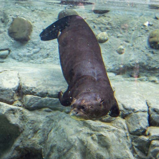 GiantRiverOtter 3870