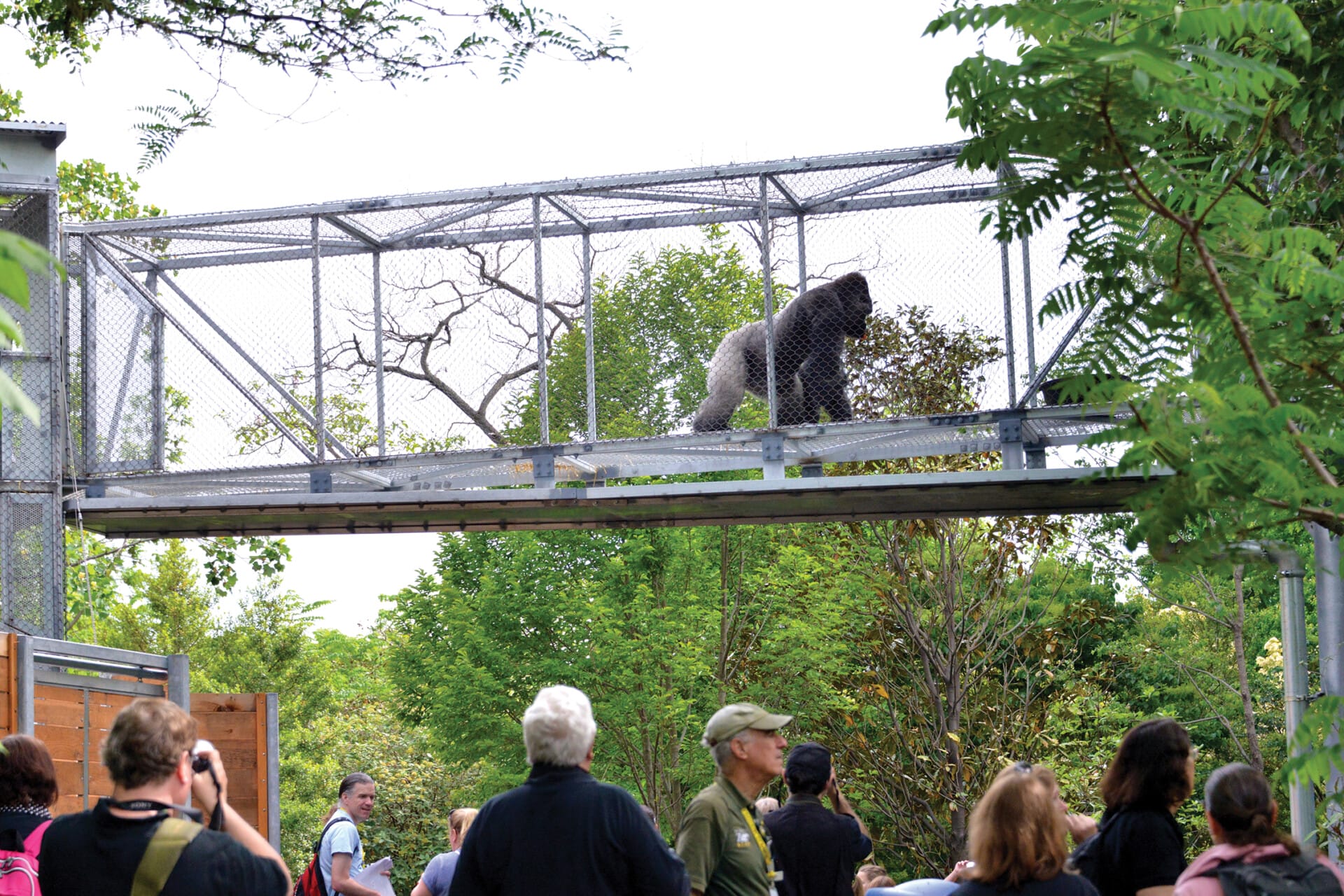 GorillaTreeway WChung 2463