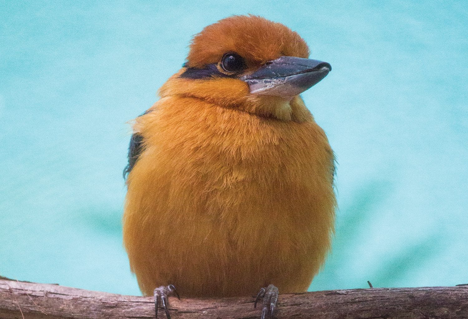 Guam Kingfisher Conservation Philadelphia Zoo an-explanation-of-guam-and-its-status-as-a-united-states-territory-free