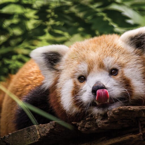 red pandas philadelphia zoo