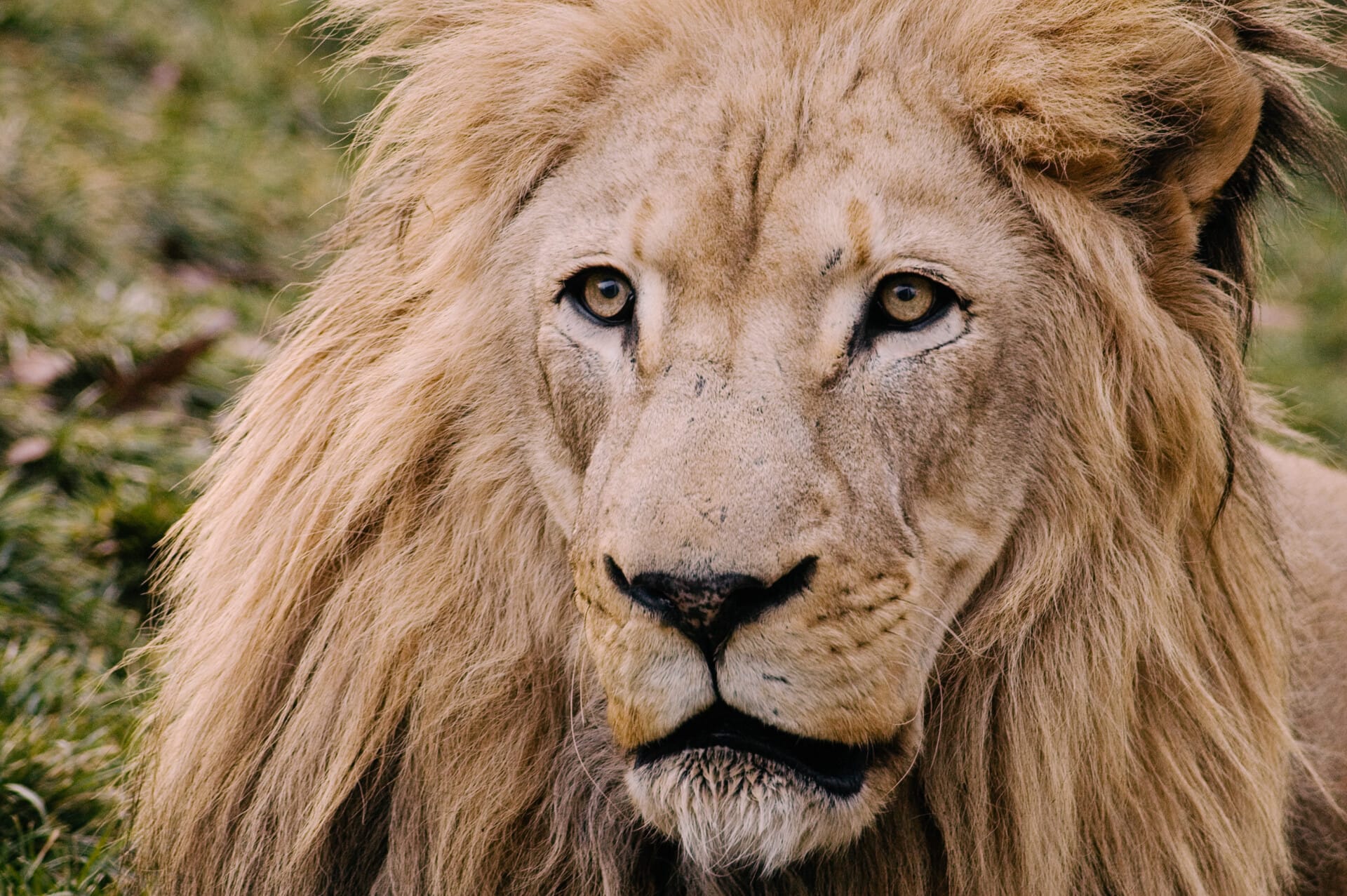 Big Cat Falls African Lion e1572887525639