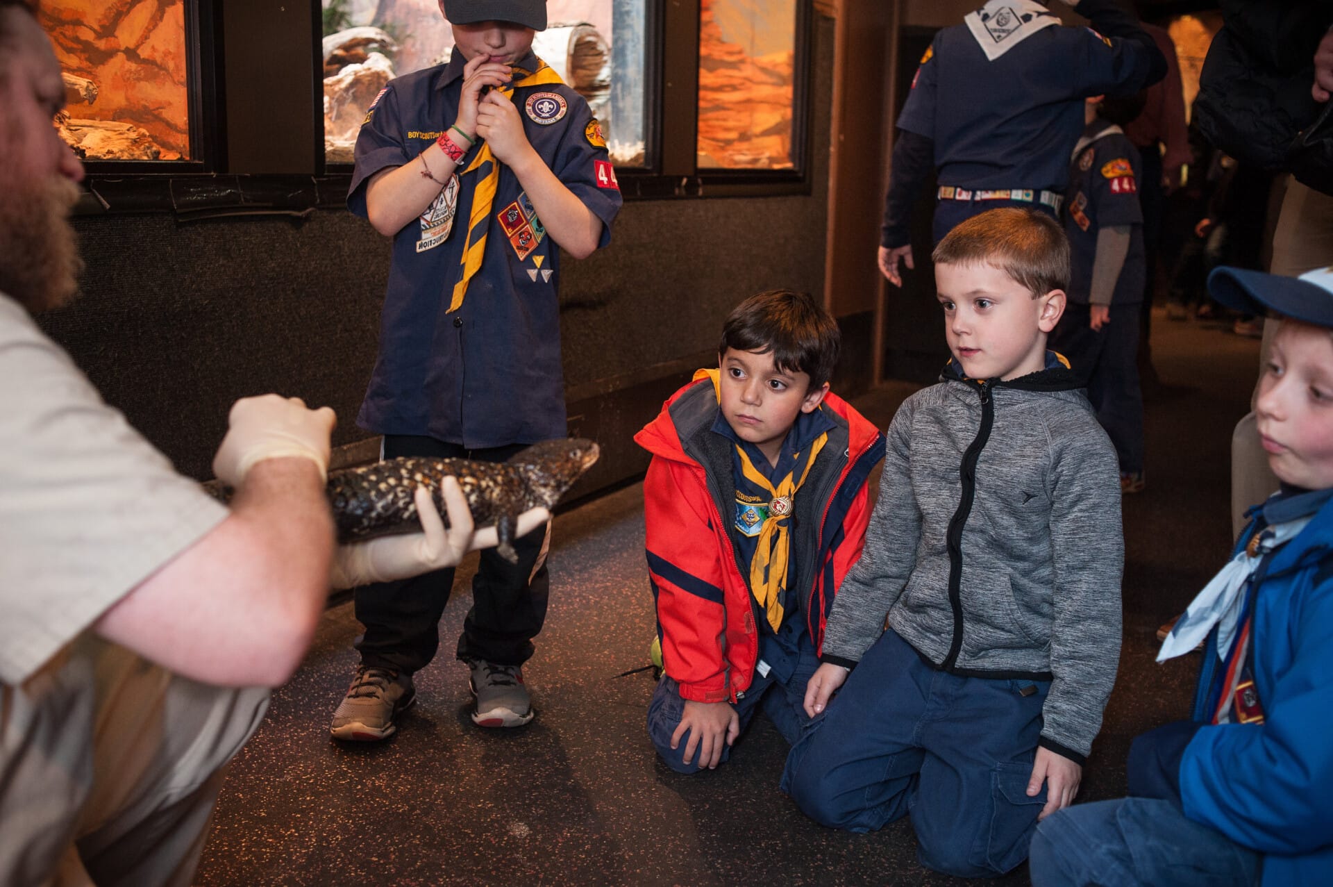 boy interested in reptile