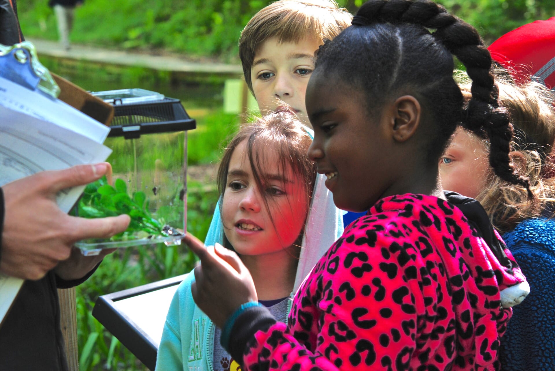 Releasing local frogs and toads through our Frogs in the Classroom pilot program