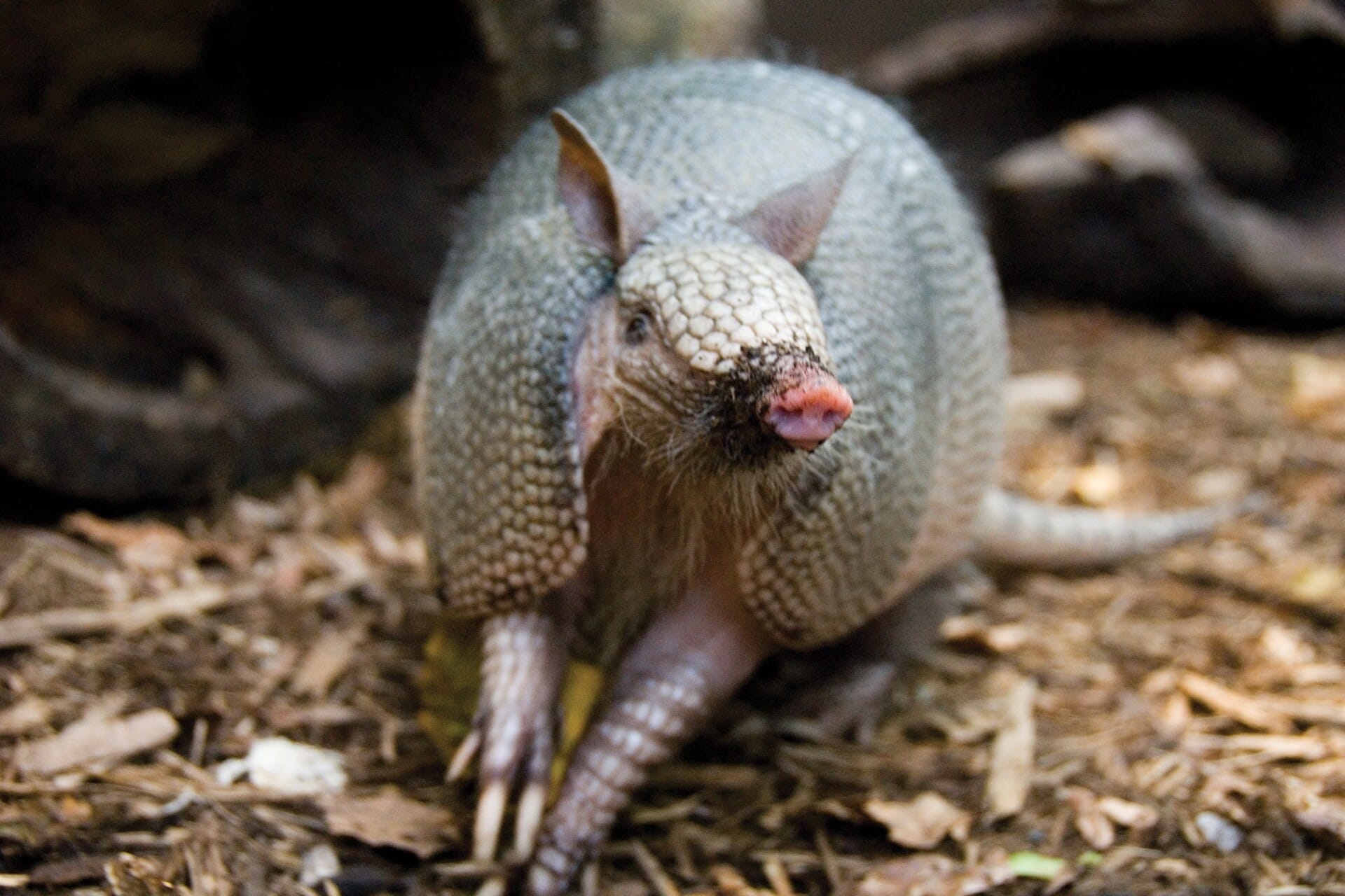 Armadillo