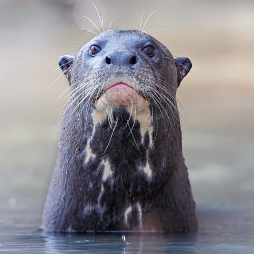 Giant River Otter
