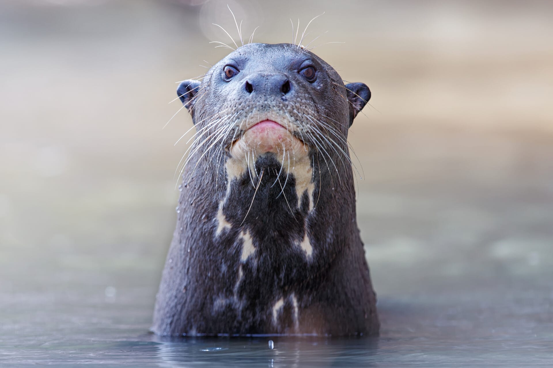 Giant River Otter