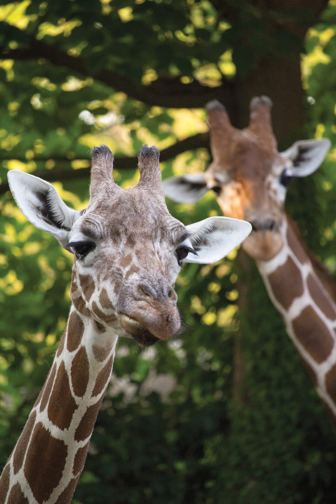 Reticulated Giraffe