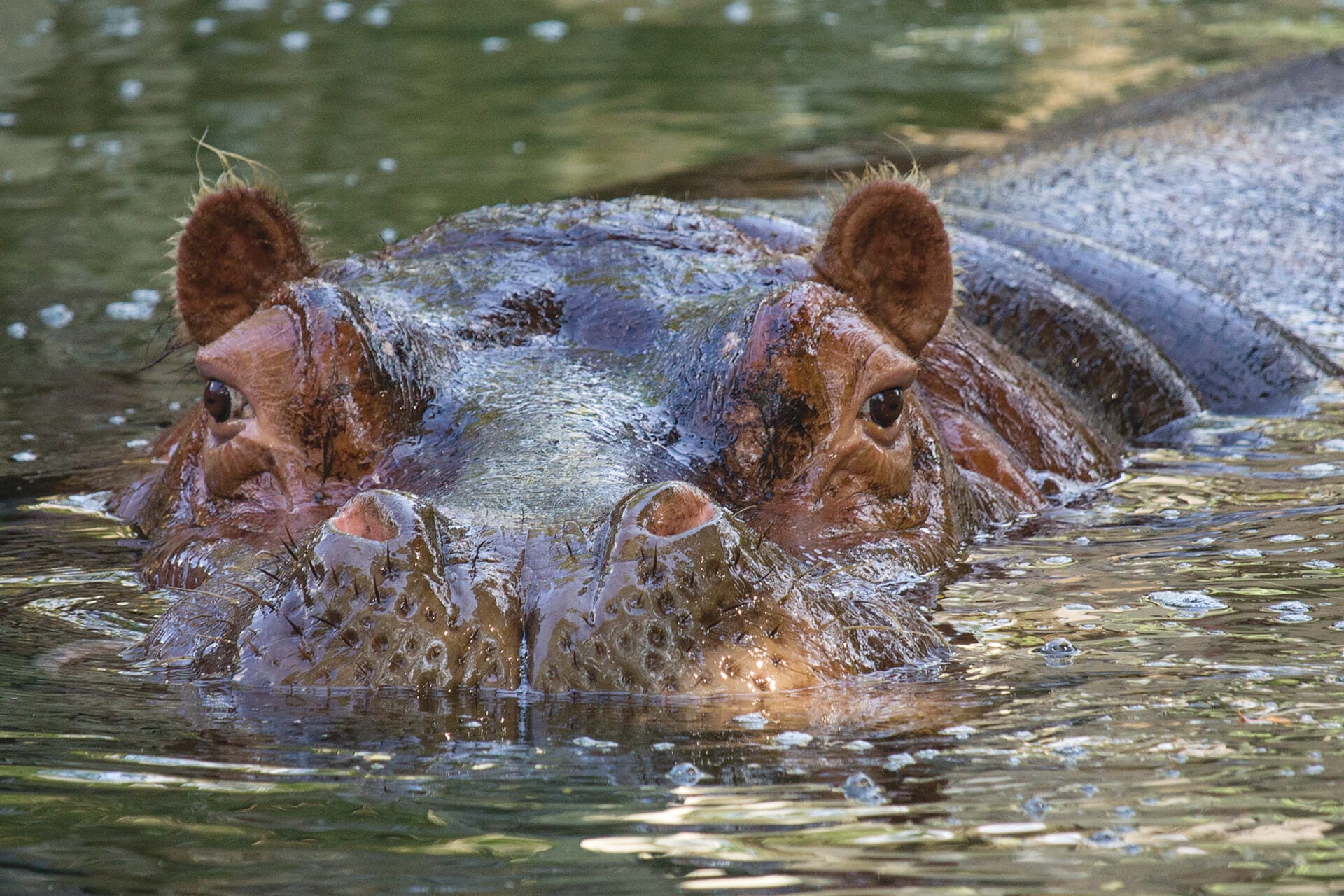 Hippopotamus Unna