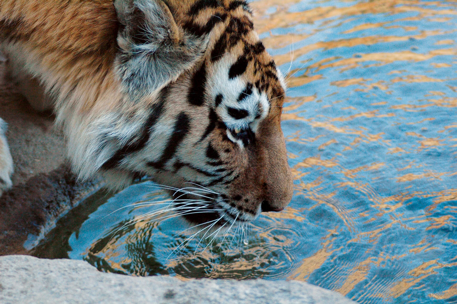Philly Zoo & 30×30: The Plan to Protect Nature