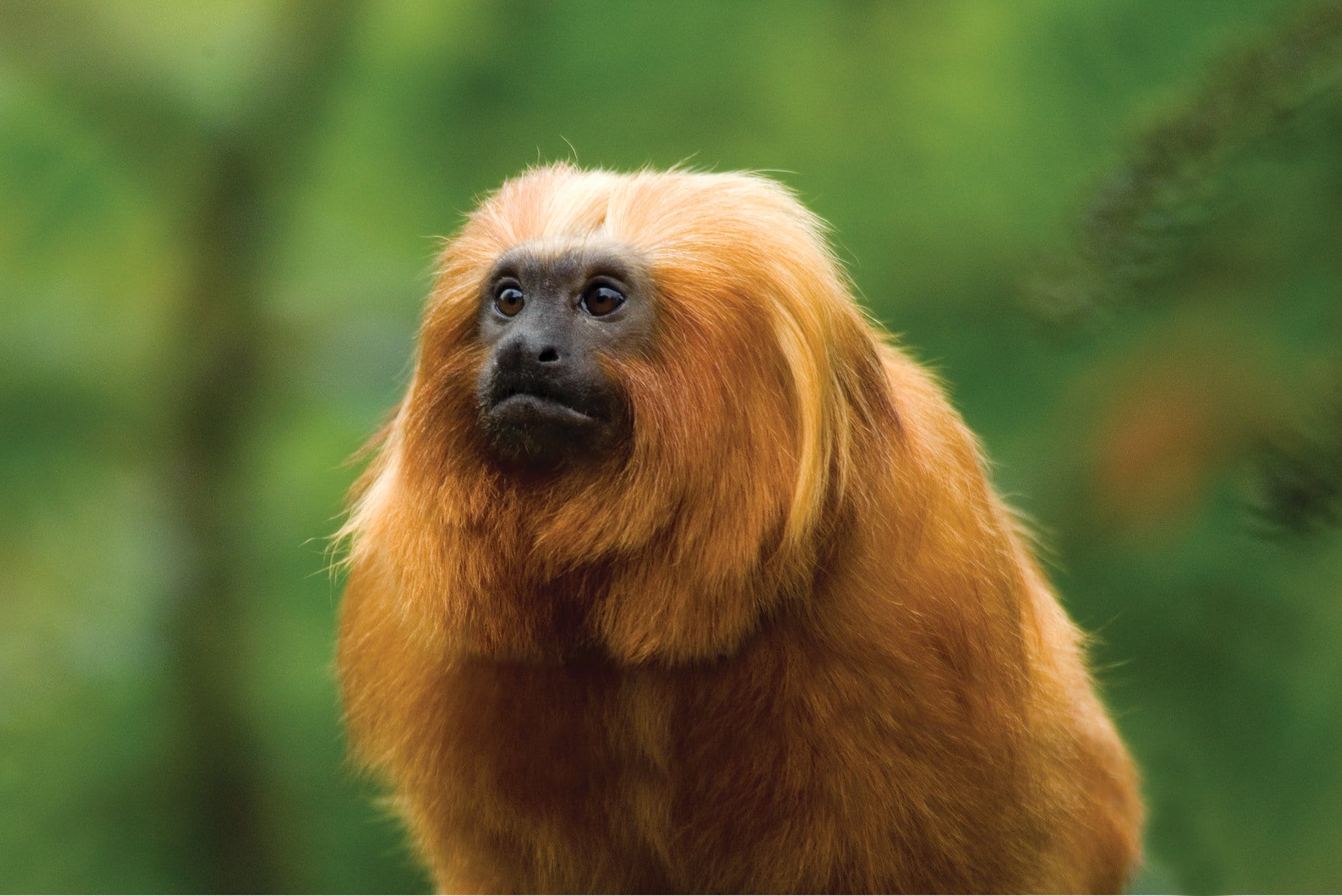 Golden lion tamarin, Endangered Primates