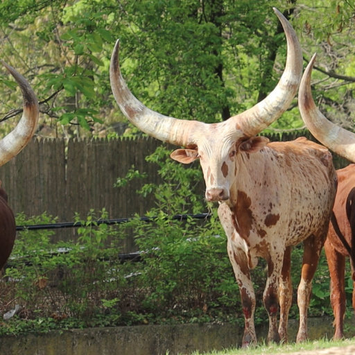 All three Ankole 2