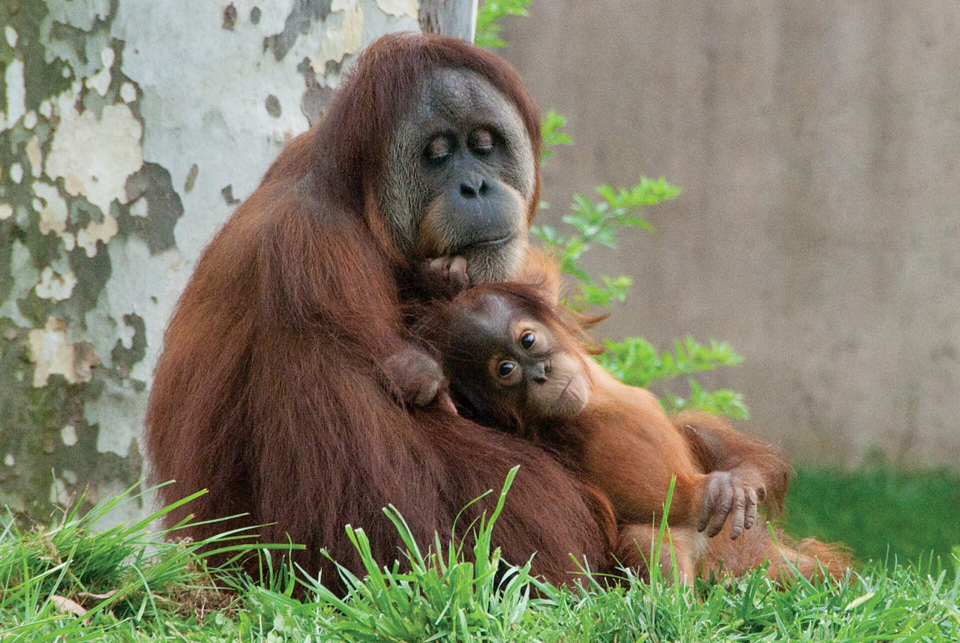 Orangutan 17