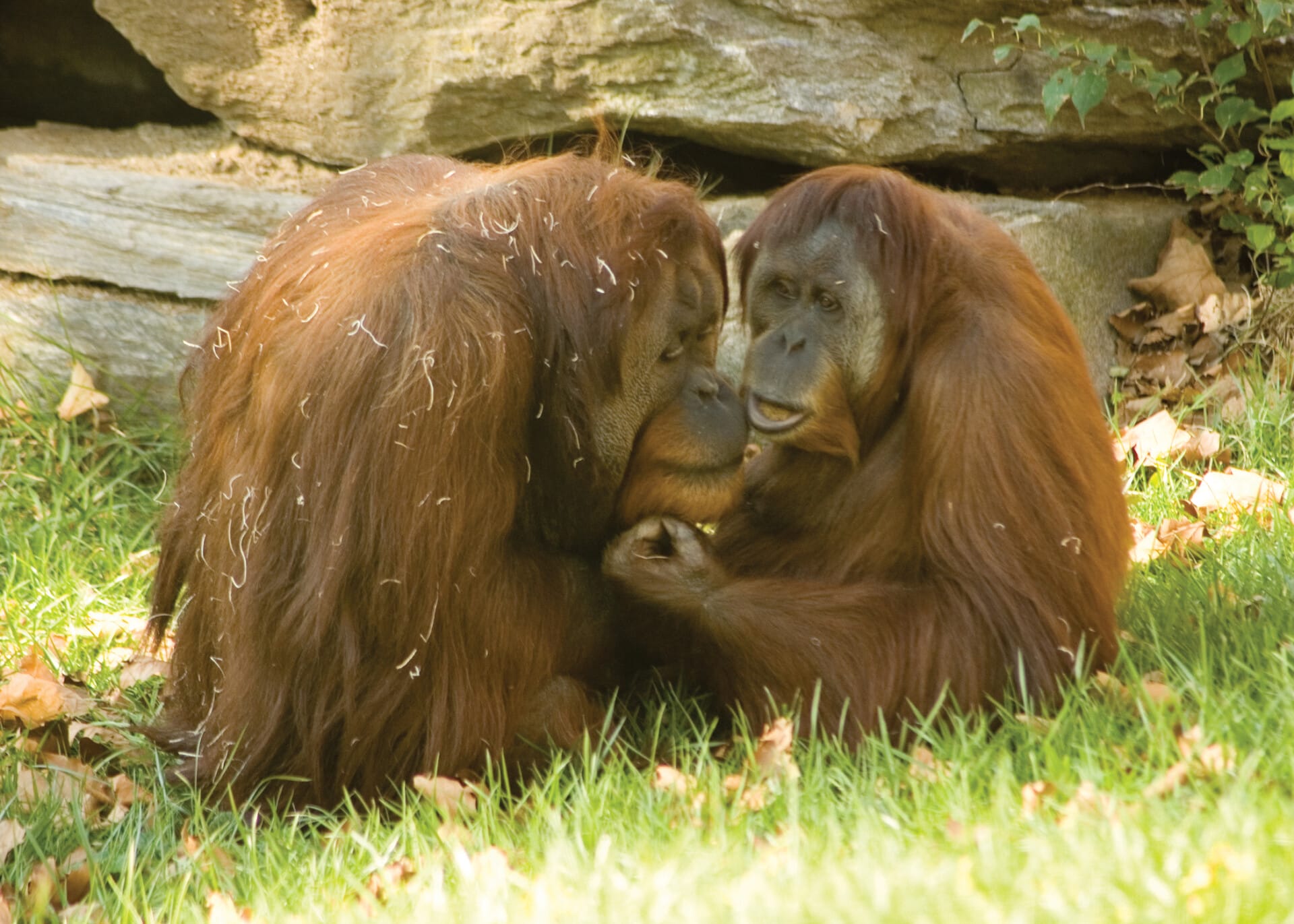 Orangutan SugiAndTua 06