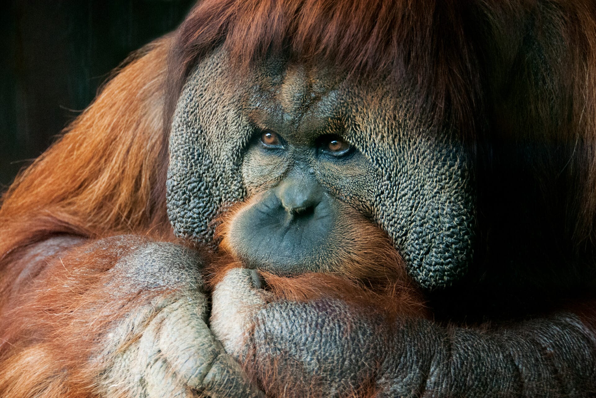 Orangutan Sugi 30