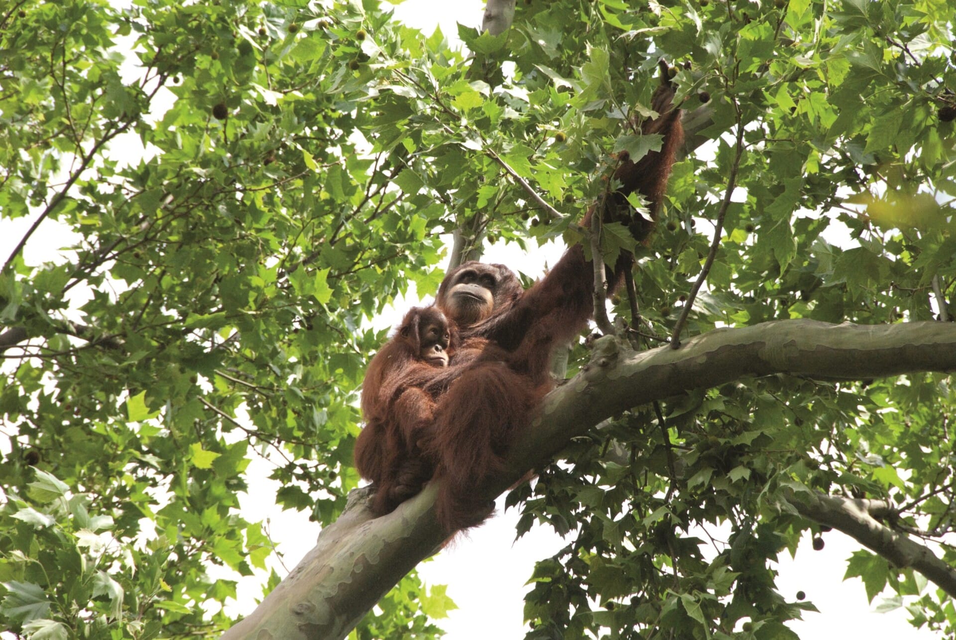 Orangutan TuaAndBatu 23 scaled