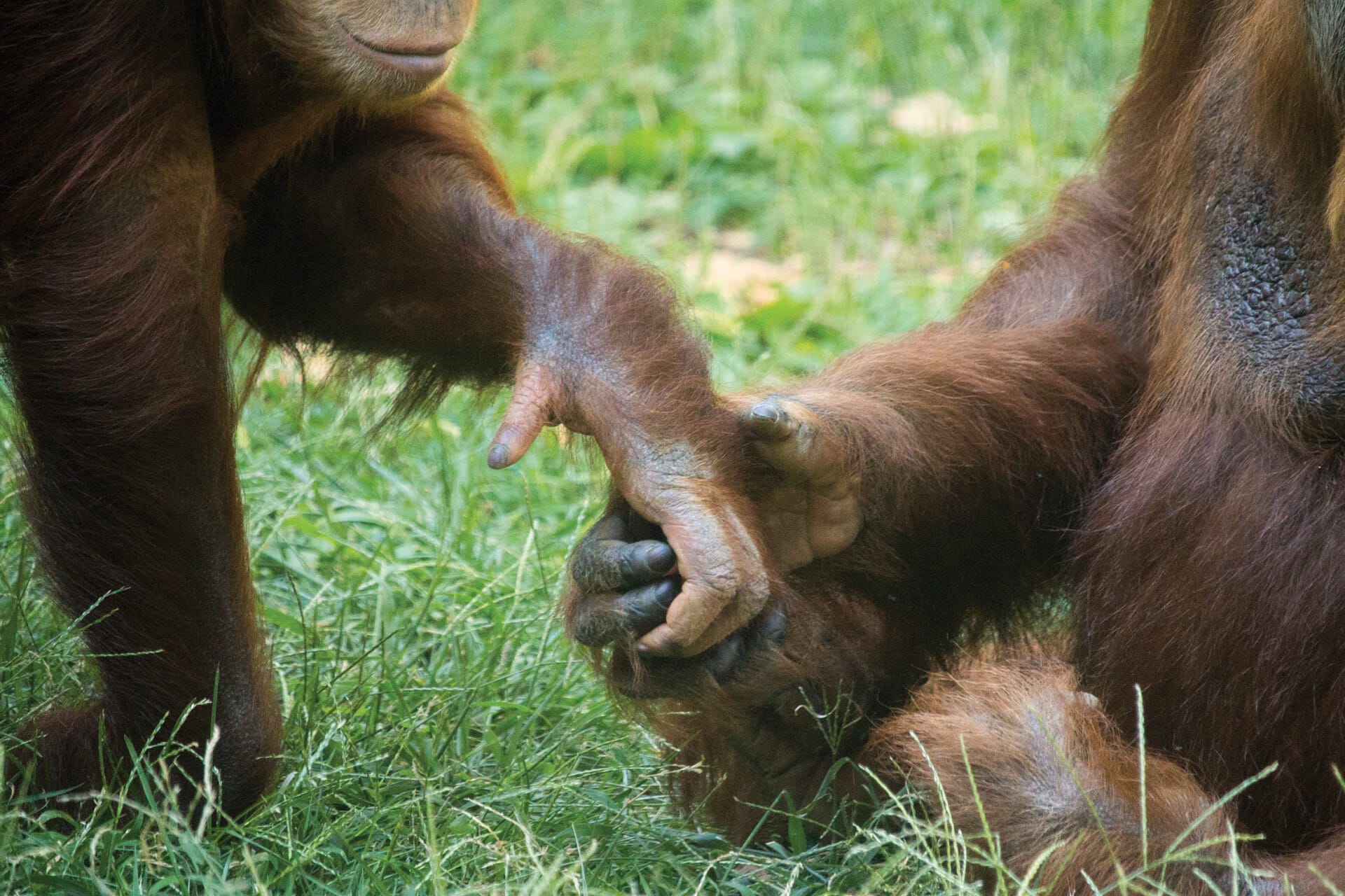 Orangutan TuaAndBatu 5024