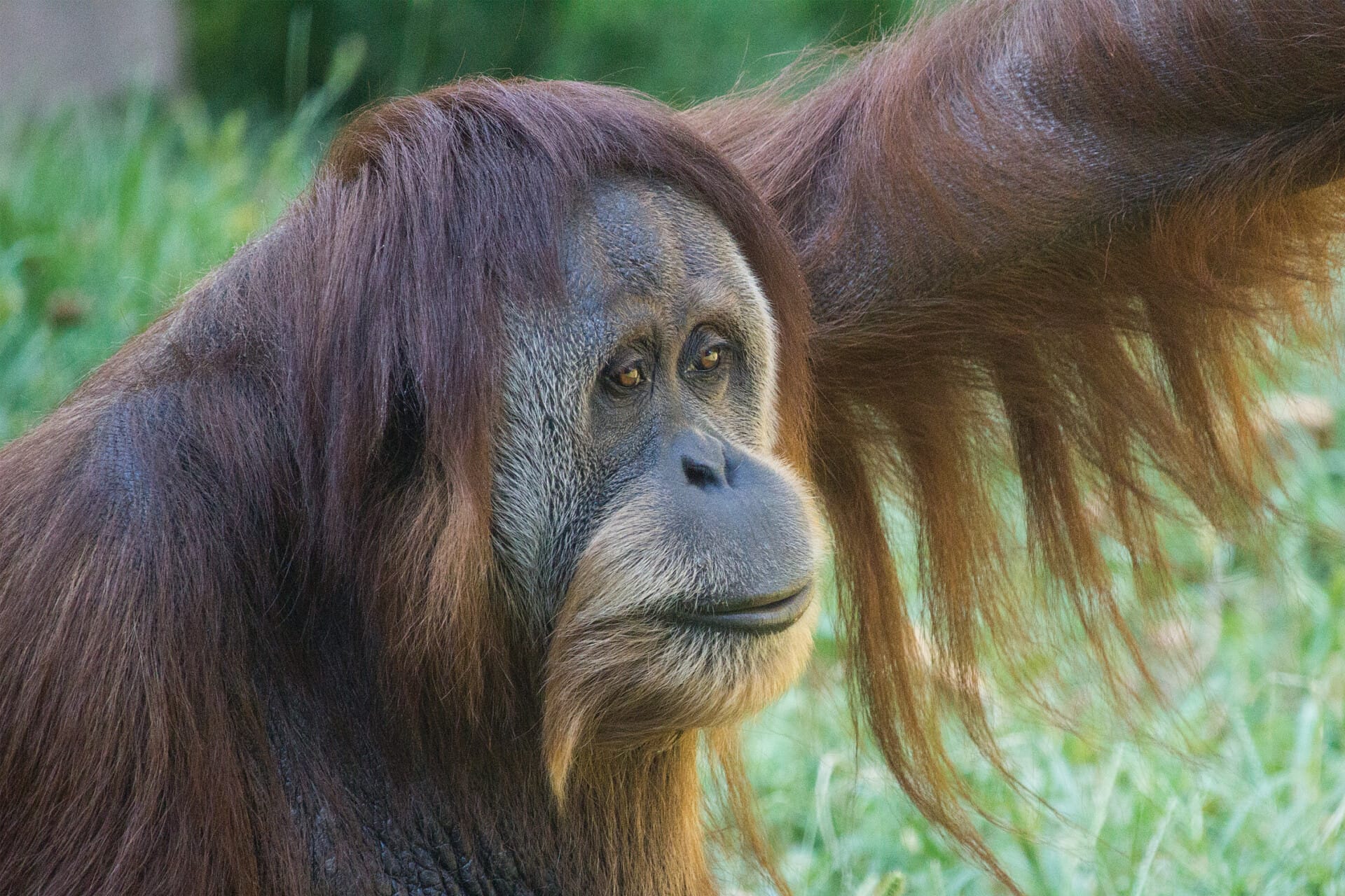 Orangutan Tua 5029
