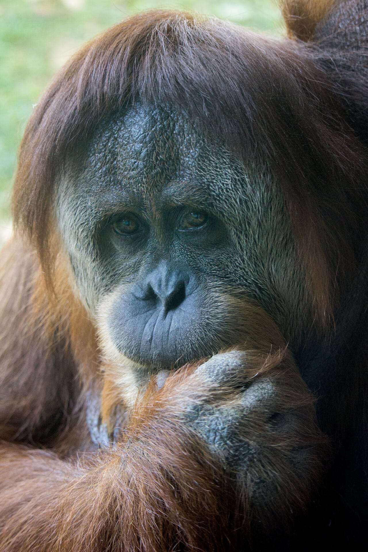 Orangutan Tua 5057