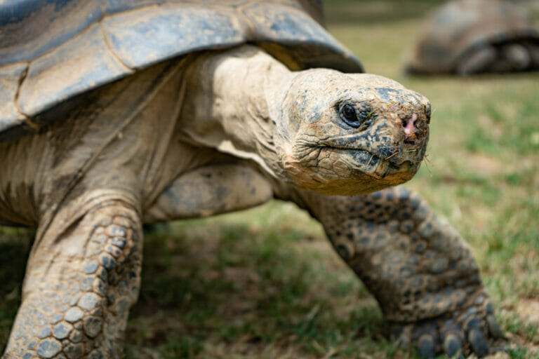 Galapagos Tortoise Philadelphia Zoo