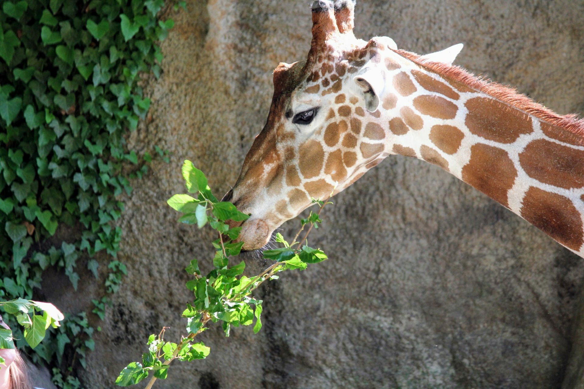 Philadelphia Zoo Partners with Variety to Grow Fresh Produce for Hundreds of Animals