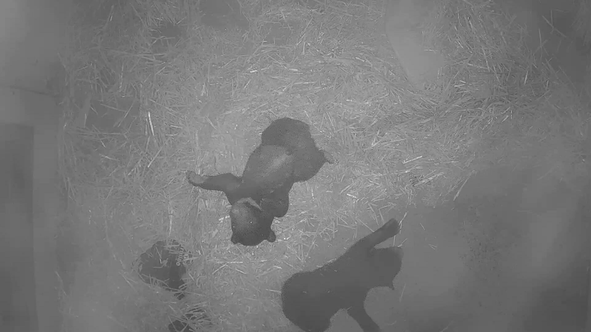 Sloth Bear Cubs