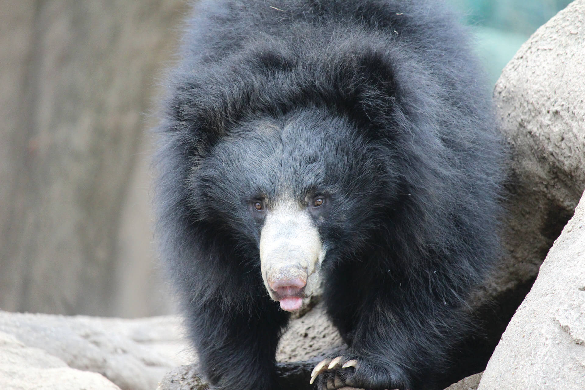 SlothBear_Kayla_2057
