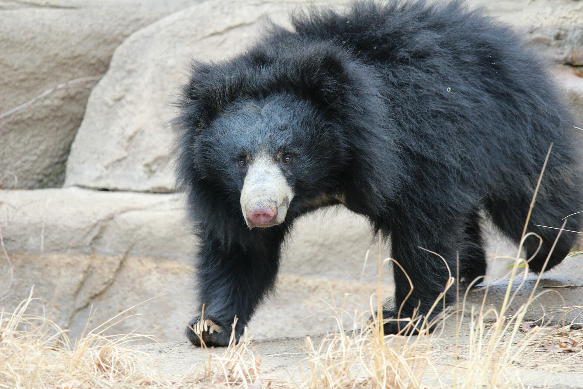 Sloth Bear Kayla