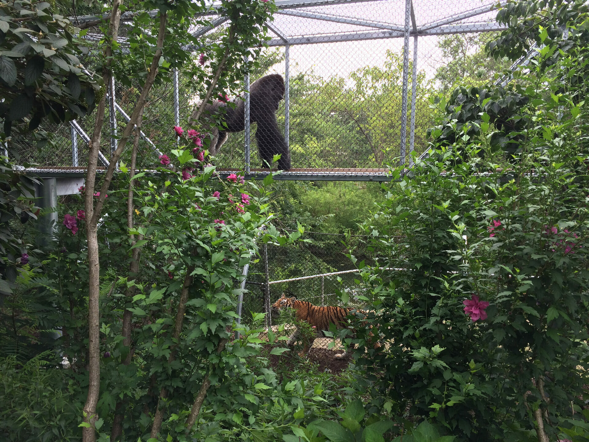 Western lowland gorilla and Amur tiger in Zoo360 trail