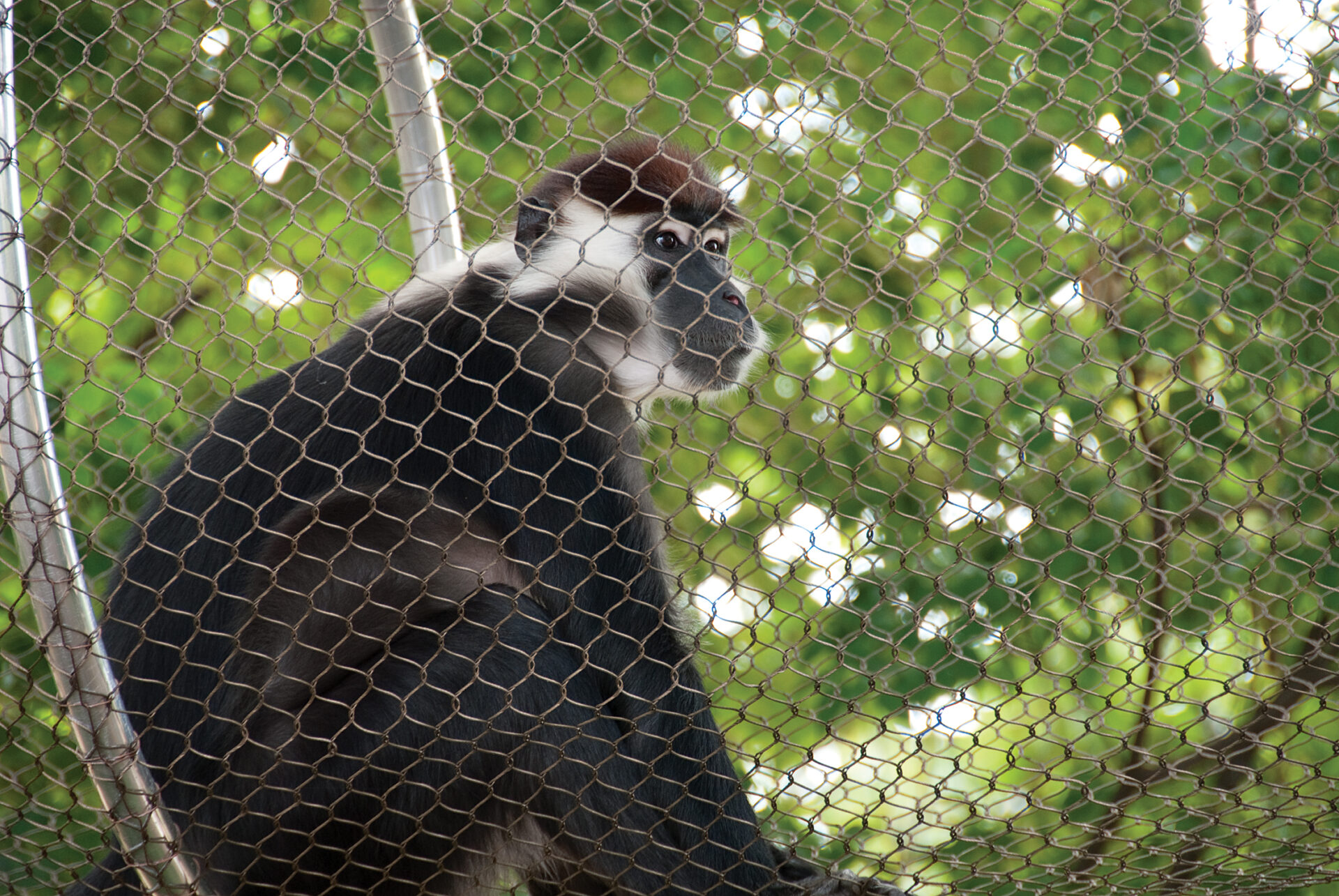 Red-cappedMangabey_Storm_02