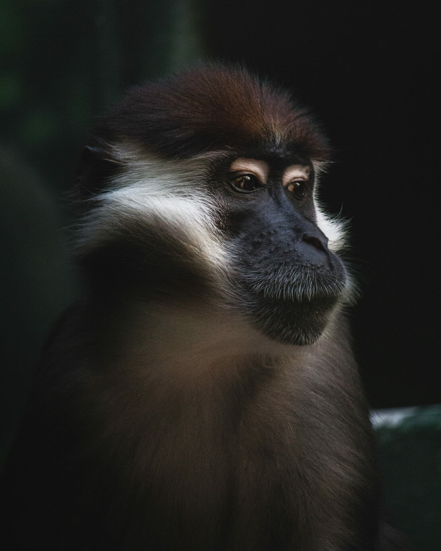 Storm Mangabey, Dan Christmas