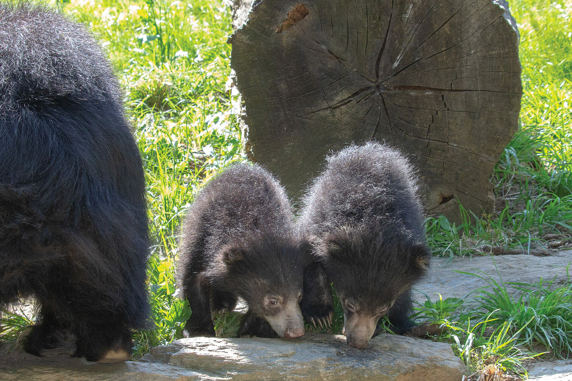 Sloth bear cubs in the yard at Bear Country in Philadelphia Zoo
