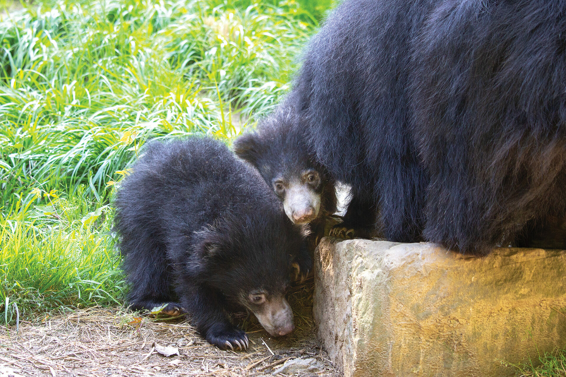Sloth bear cubs in the yard at Bear Country in Philadelphia Zoo