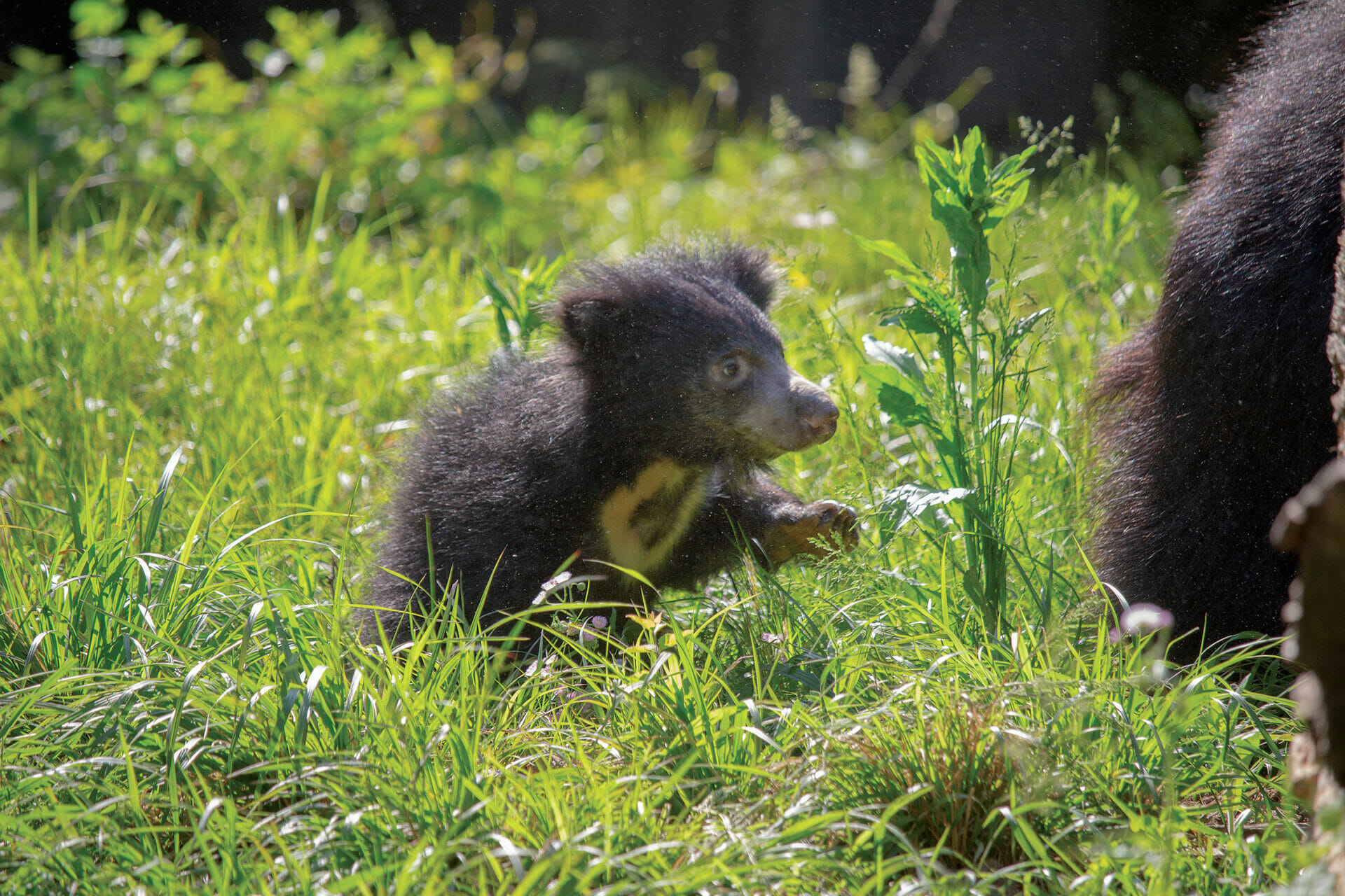 Sloth bear cubs in the yard at Bear Country in Philadelphia Zoo