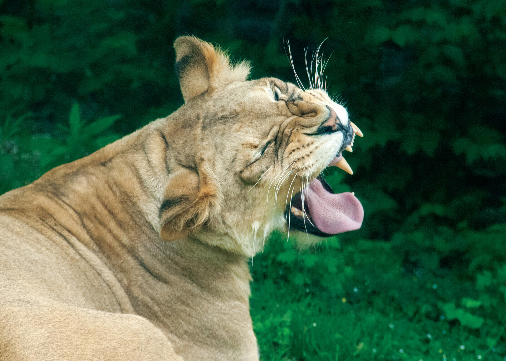African Lion Tajiri