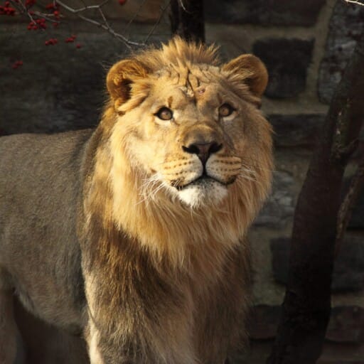 African Lion