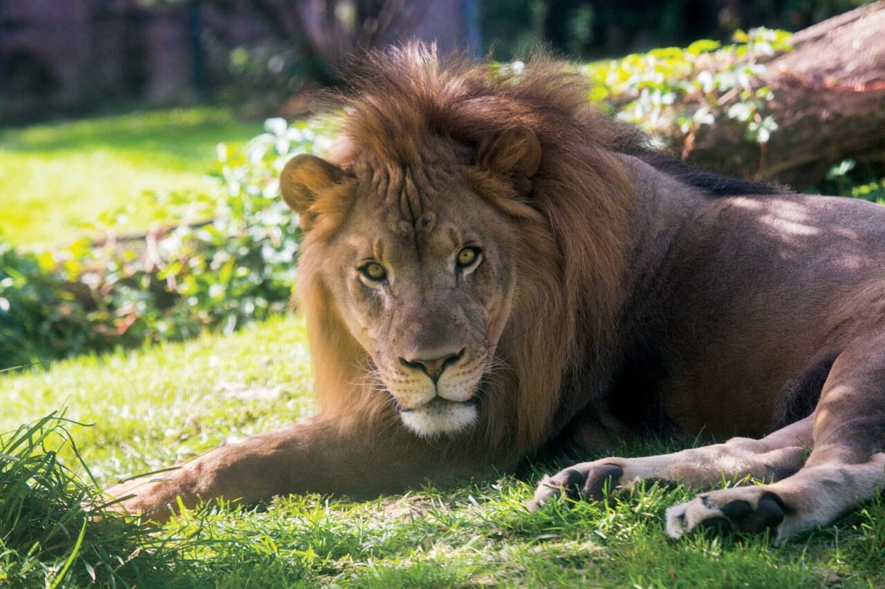 African Lion – Philadelphia Zoo