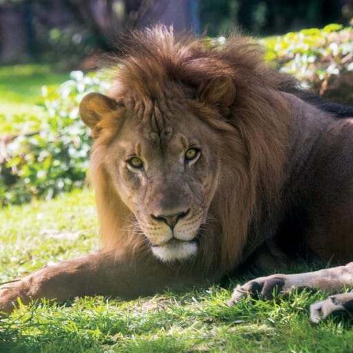 African Lion