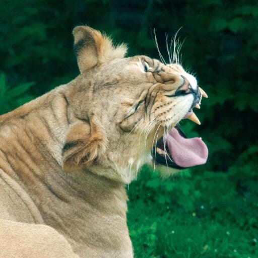 African Lion