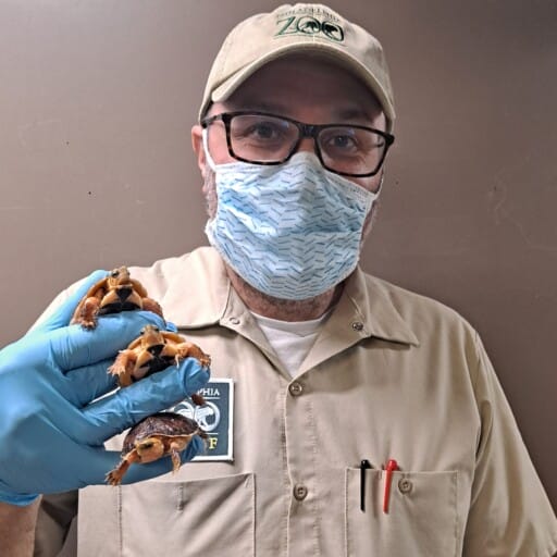 McCord's box turtle hatchlings