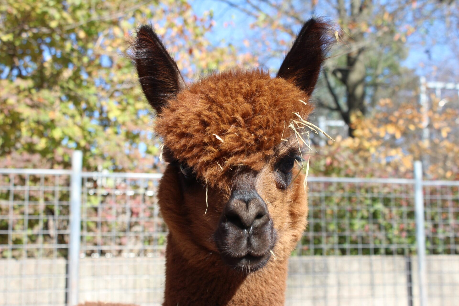 Huacaya Alpaca