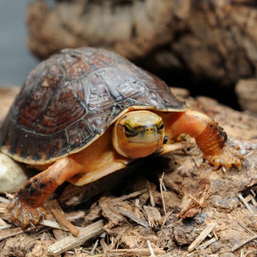 McCord's box turtle