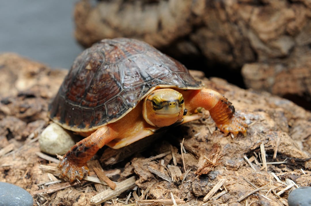 McCord's box turtle