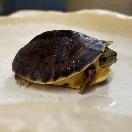 McCord's box turtle hatchling