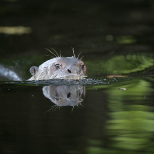 Giant River Otter