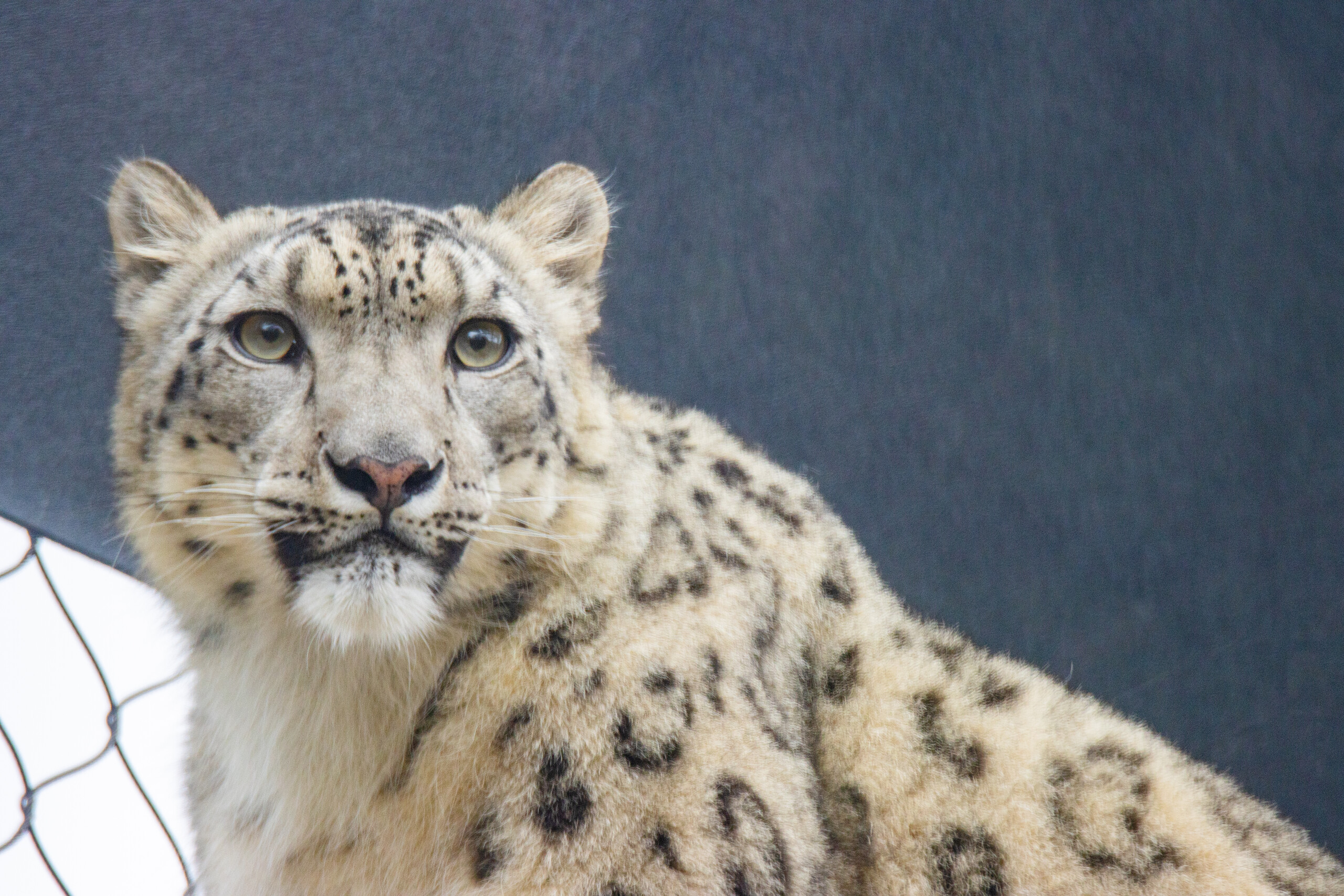 Philadelphia Zoo Announces Arrival of Snow Leopard for Species Survival Plan Breeding Program