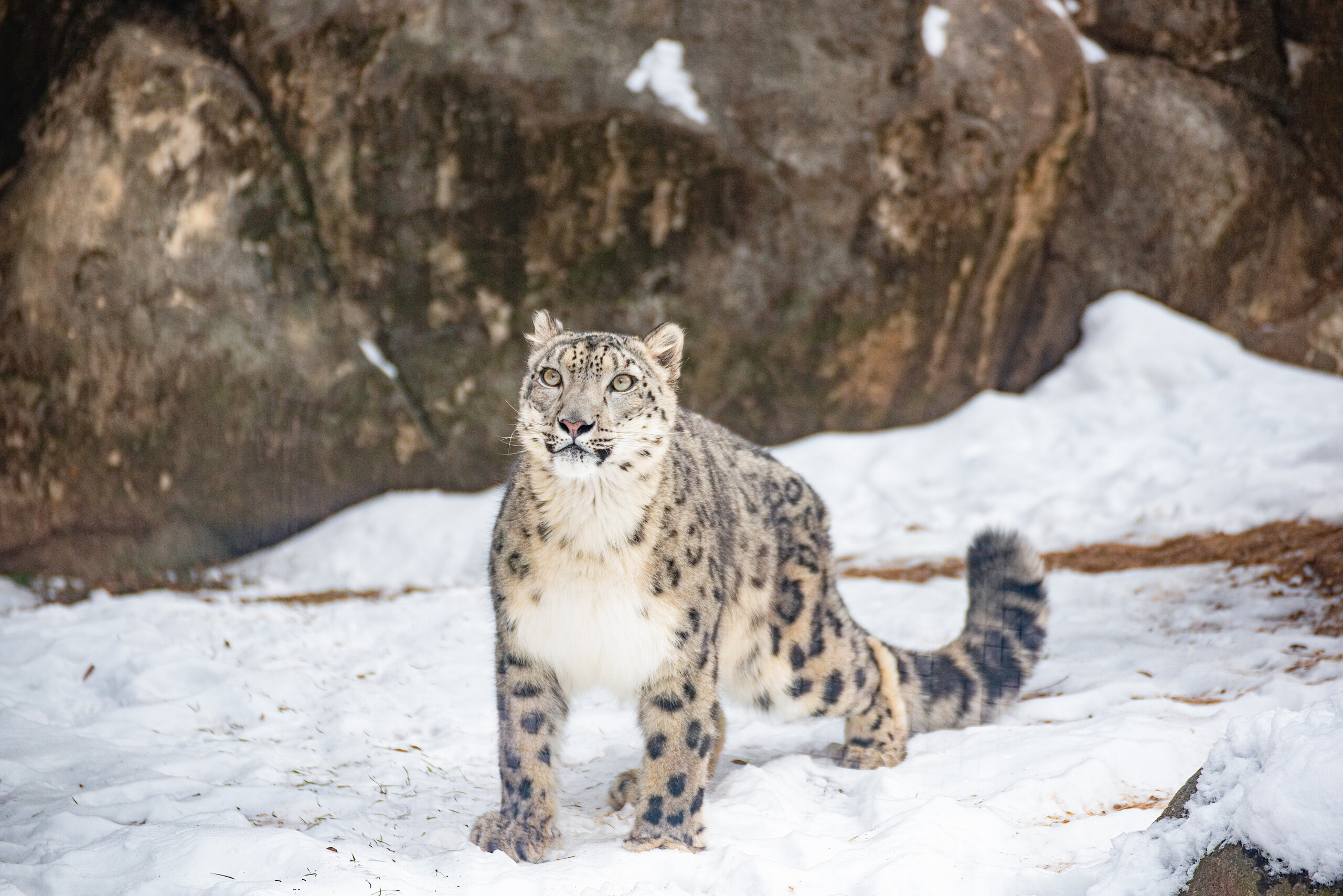 Snow leopard Marcy enjoys the cold weather in her habitat at Philadelphia Zoo.