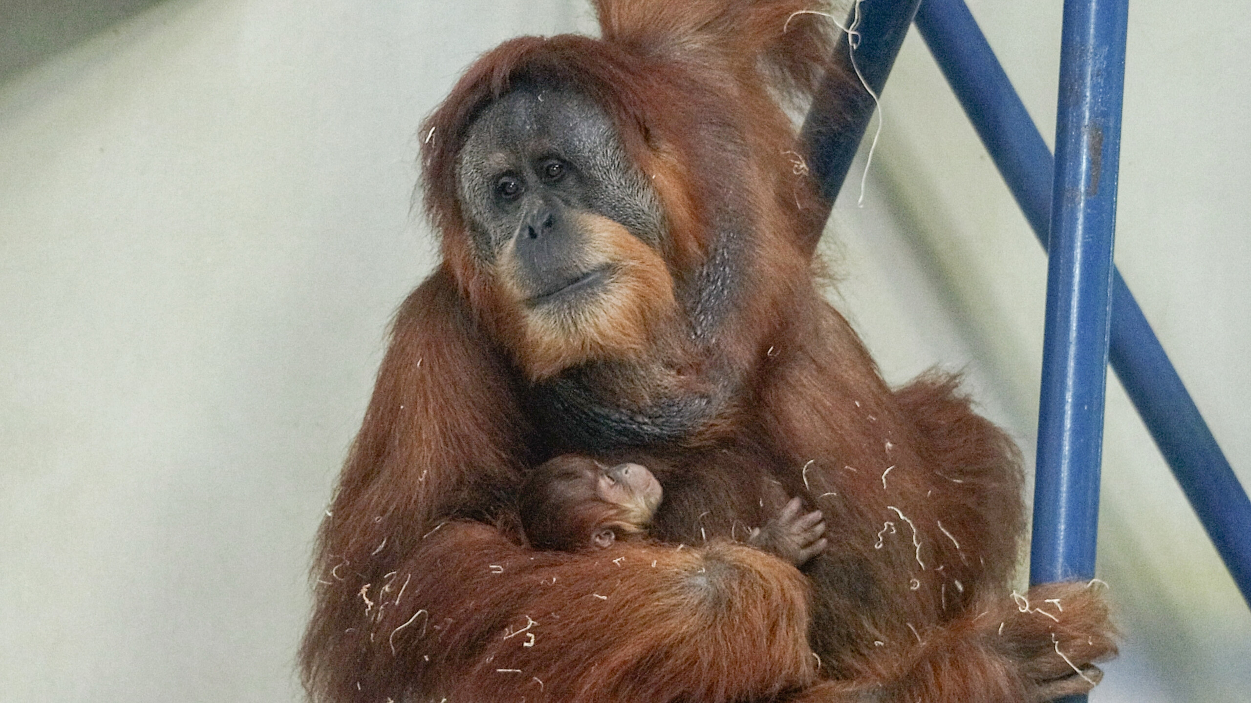 Philadelphia Zoo Announces Birth of Sumatran Orangutan - Philadelphia Zoo